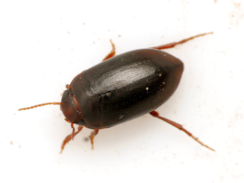 Hydroporus melanarius