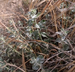 Brickellia nevinii