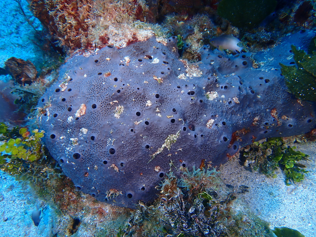 Hyrtios caracasensis