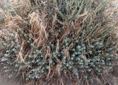 Brickellia nevinii
