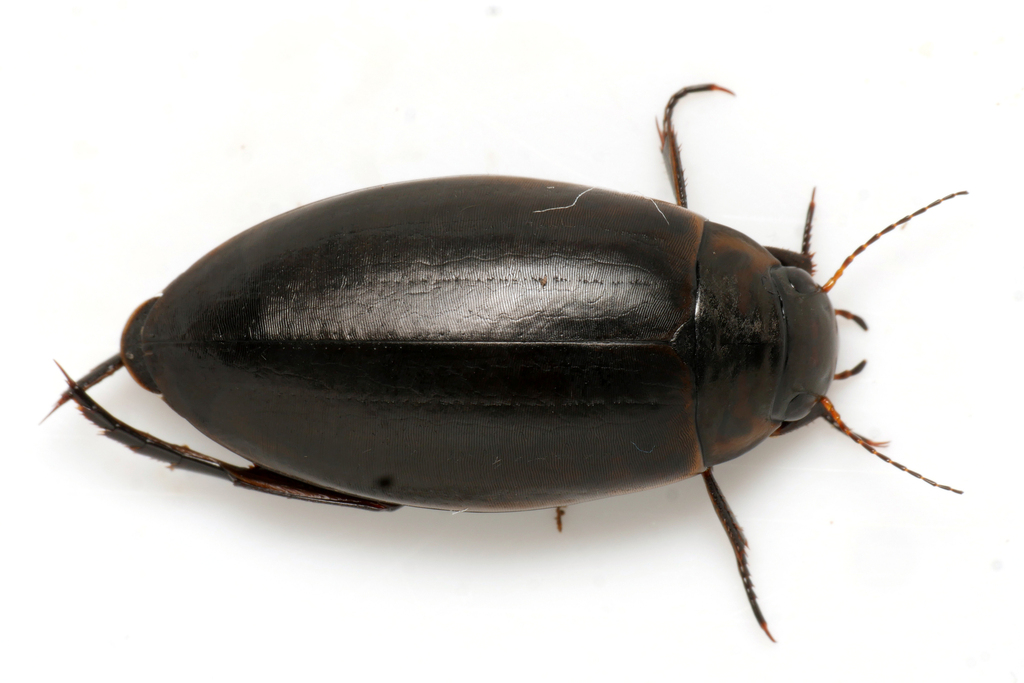 Colymbetes paykulli