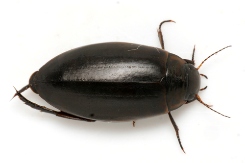 Colymbetes paykulli