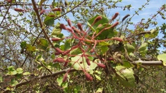 Pisonia capitata