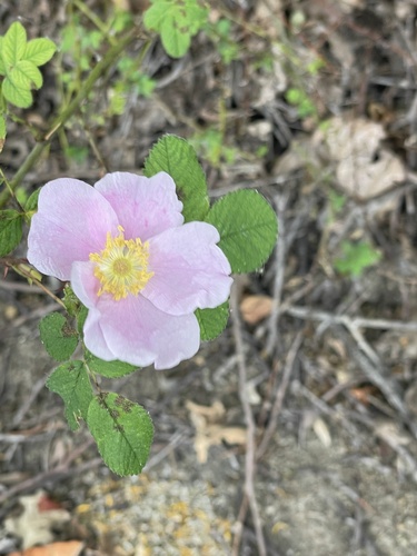 iNaturalist observation photo of California Wild Rose