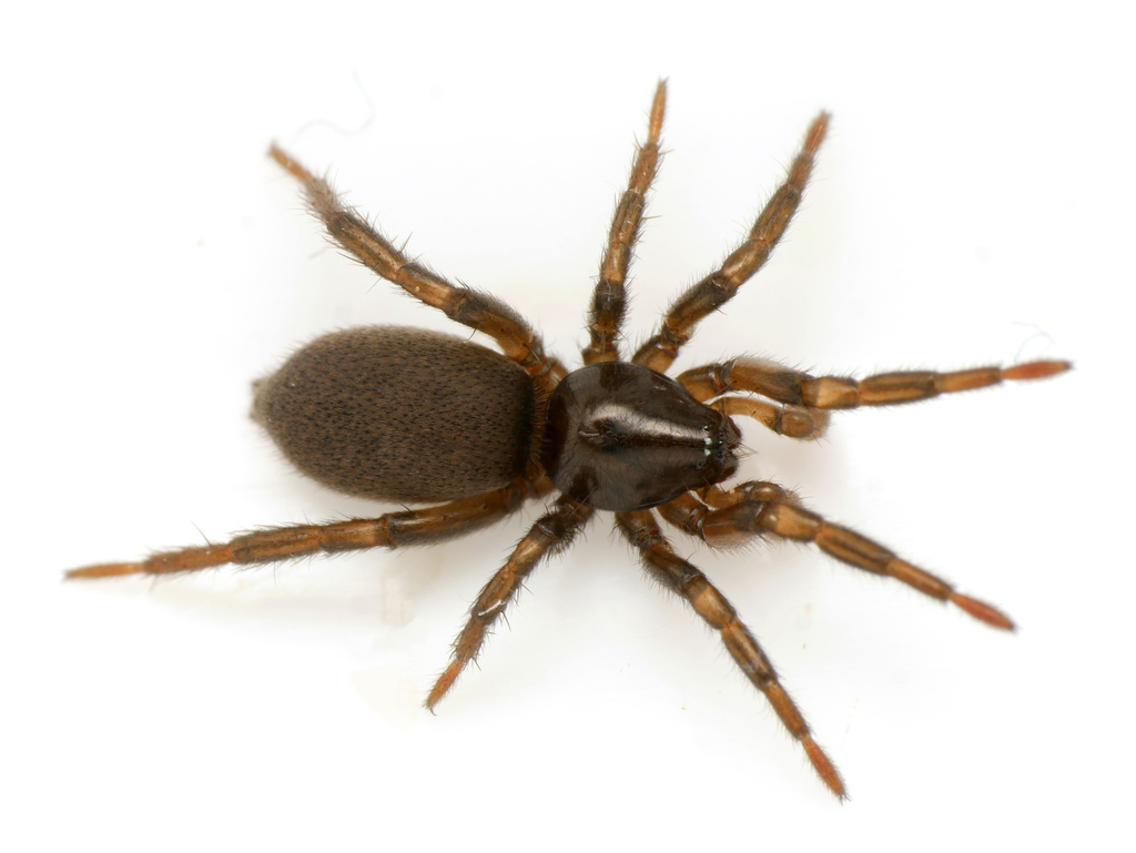 Gnaphosa leporina