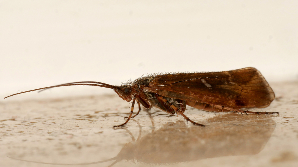 Limnephilus bipunctatus