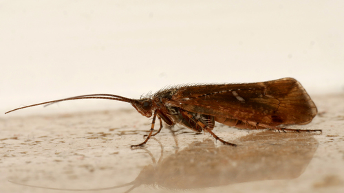 Limnephilus bipunctatus