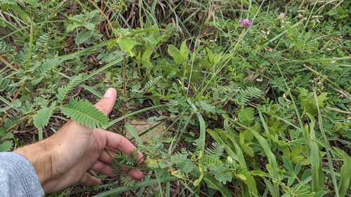 Image of Dalea emarginata by (c) Joseph Aubert, some rights reserved (CC BY)