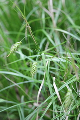 Carex cherokeensis