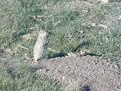 Urocitellus richardsonii