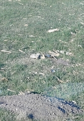 Urocitellus richardsonii