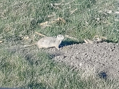 Urocitellus richardsonii