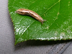 Prophysaon vanattae