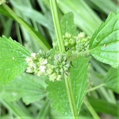 Urtica chamaedryoides