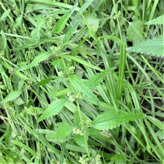 Urtica chamaedryoides