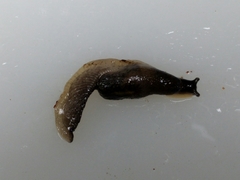 Hemphillia dromedarius