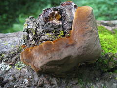 Phellinus pomaceoides