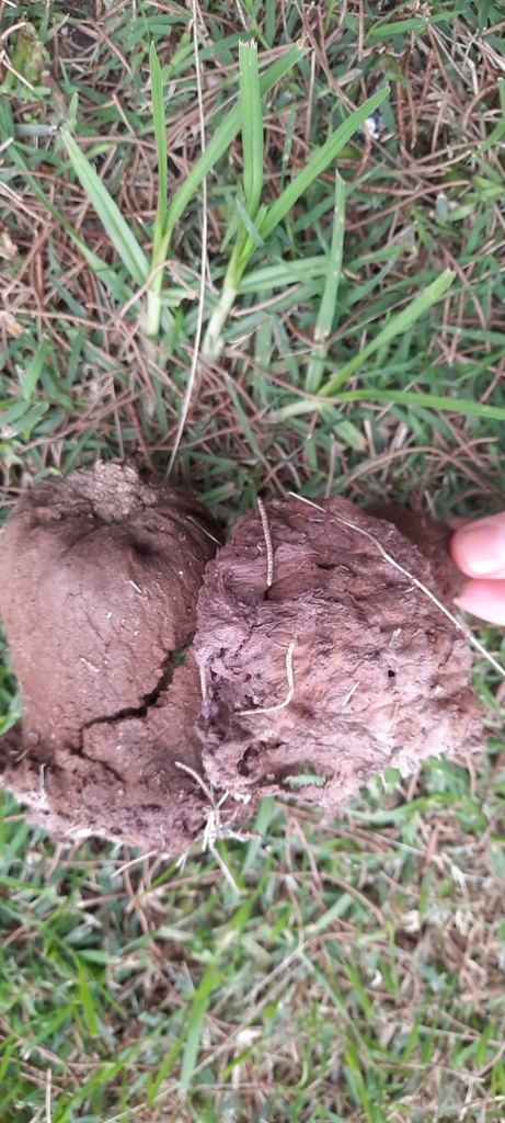 Calvatia cyathiformis · May 2024 · photo: © noeliamedina89 (iNaturalist, cc0)