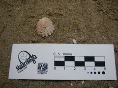 Crucibulum scutellatum