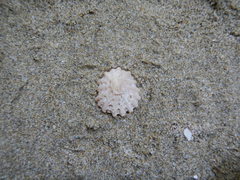 Crucibulum scutellatum