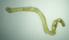 Ammothea hilgendorfi