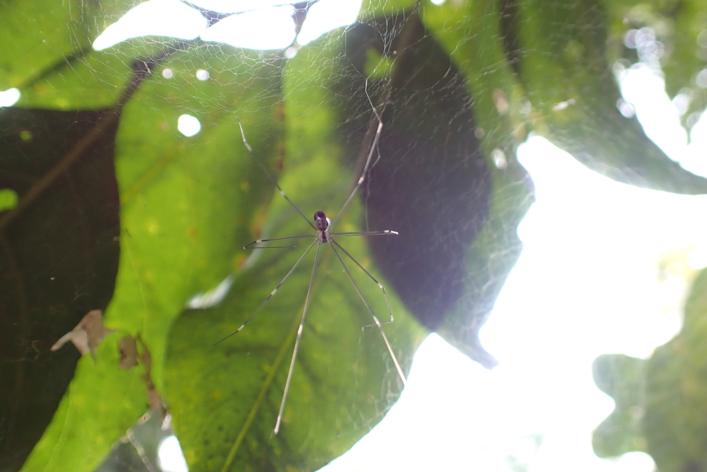 Modisimus signatus