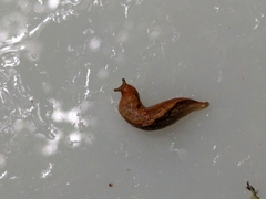Prophysaon vanattae