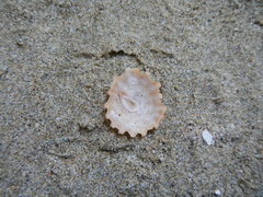 Crucibulum scutellatum