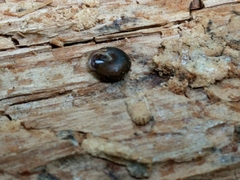 Cryptomastix germana