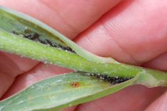 Brachycaudus tragopogonis