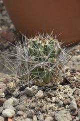 Coryphantha nickelsiae