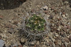 Coryphantha nickelsiae