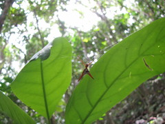 Micrathena militaris