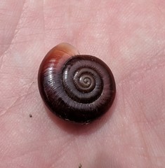 Glyptostoma gabrielense