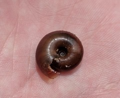 Glyptostoma gabrielense