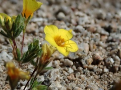 Leptosiphon chrysanthus