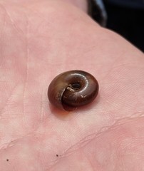 Glyptostoma gabrielense