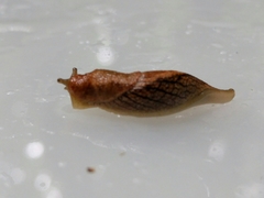 Prophysaon vanattae
