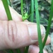 Carex timida - Photo (c) Tara Rose Littlefield, alguns direitos reservados (CC BY-NC), uploaded by Tara Rose Littlefield