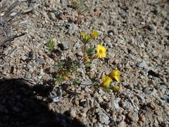 Leptosiphon chrysanthus