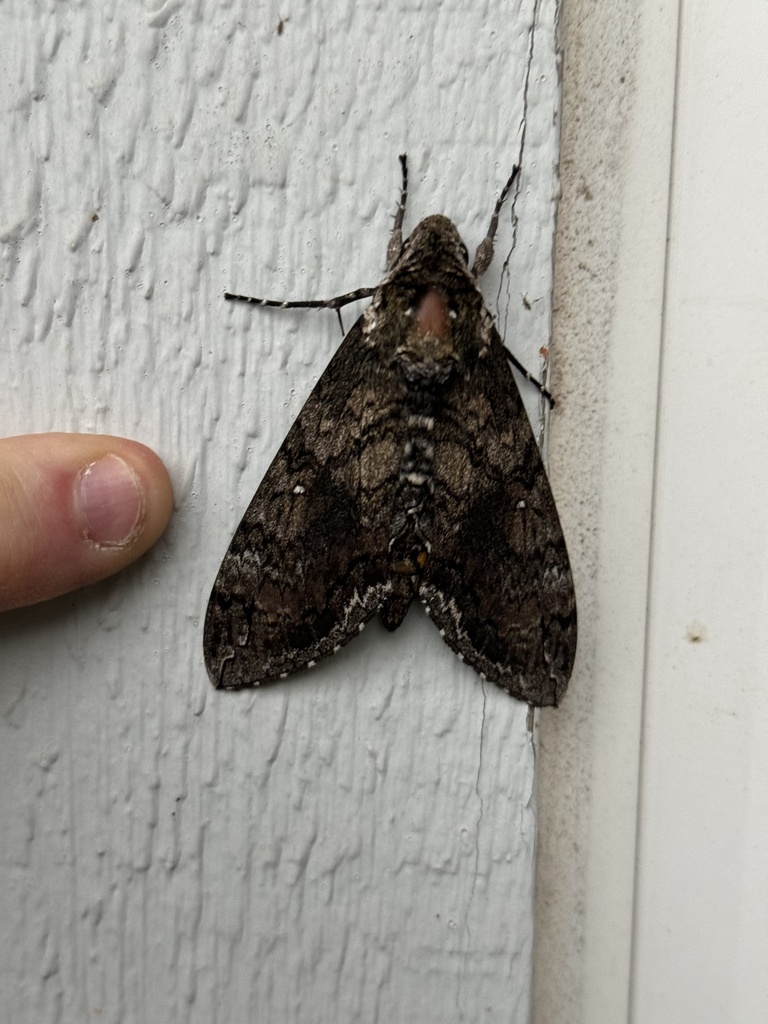 Carolina Sphinx from Eby Ln, Austin, TX, US on May 4, 2024 at 06:54 PM ...