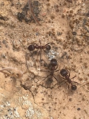 Veromessor chamberlini