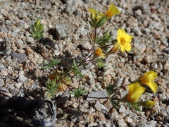 Leptosiphon chrysanthus