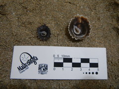 Crucibulum scutellatum
