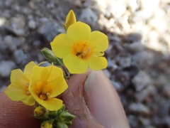 Leptosiphon chrysanthus