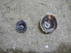 Crucibulum scutellatum