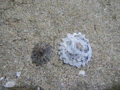 Crucibulum scutellatum
