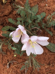 Oenothera albicaulis