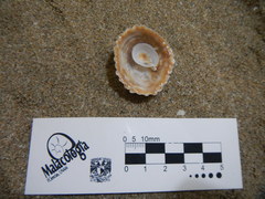 Crucibulum scutellatum