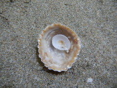 Crucibulum scutellatum